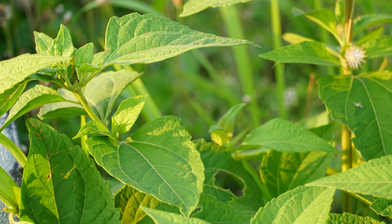 CA88(中国游)唯一官方网站